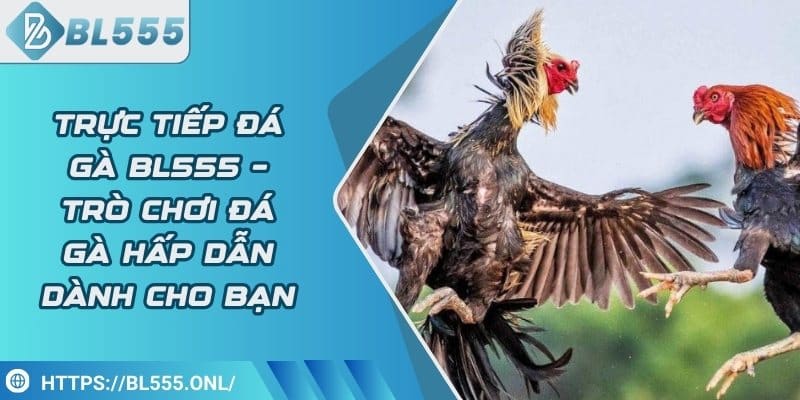 Trực tiếp đá gà BL555 – Trò chơi đá gà trực tuyến hấp dẫn